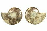 Cut & Polished, Agatized Ammonite Fossil - Madagascar #263299-1